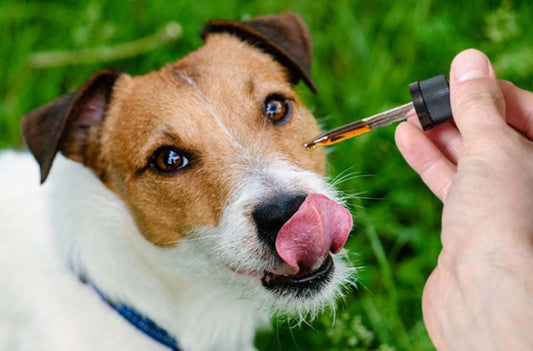 Ulei CBD pentru Animale: Beneficii și Utilizări - CBD Plus