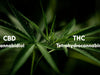 CBD vs. THC: Diferențe și Similarități - CBD Plus