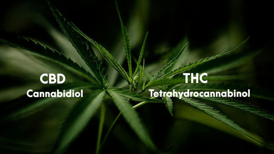 CBD vs. THC: Diferențe și Similarități - CBD Plus