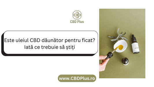 Este uleiul CBD dăunător pentru ficat? Iată ce trebuie să știți - CBD Plus