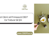Pot Câinii să Primească CBD? Ce Trebuie Să Știi - CBD Plus