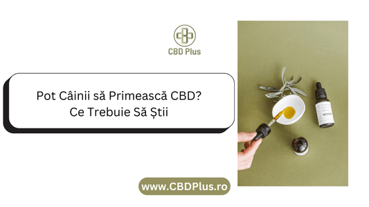 Pot Câinii să Primească CBD? Ce Trebuie Să Știi - CBD Plus
