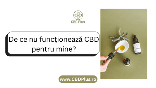 Ulei CBD – De ce nu funcționează CBD pentru mine? - CBD Plus