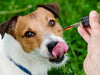 Ulei CBD pentru Animale: Beneficii și Utilizări - CBD Plus